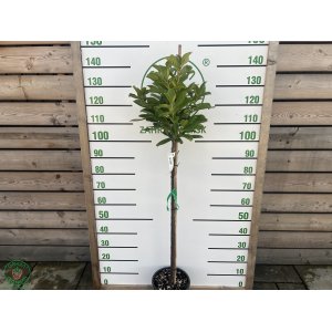 Vavrínovec lekársky (Prunus laurocerasus) ´NOVITA´ - výška 100-130 cm, kont. C5L (-21°C) NA KMIENKU